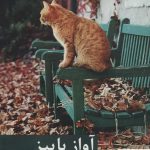 خرید کتاب آواز پاییز اثر مژگان زارع نشر برکه خورشید