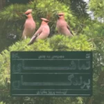 خرید مجموعه کتاب تماشای پرندگان 3 جلدی گلاسه باقاب اثر پرویز بختیاری