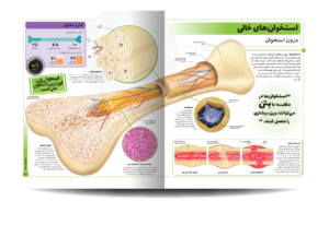 خرید کتاب دایره المعارف مصور بدن شگفت انگیز ما نشر سایان - تصویر 3
