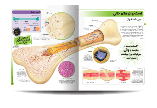 خرید کتاب دایره المعارف مصور بدن شگفت انگیز ما نشر سایان - تصویر 3